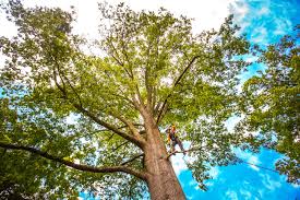Best Tree Disease Treatment  in Villanova, PA