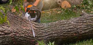 Best Utility Line Clearance  in Villanova, PA