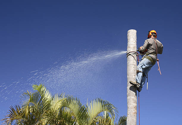 Best Emergency Tree Removal  in Villanova, PA