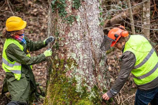 Best Firewood Processing and Delivery  in Villanova, PA