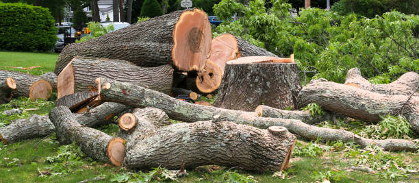 Best Stump Grinding and Removal  in Villanova, PA