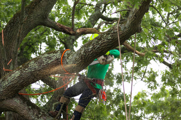 Best Tree Preservation Services  in Villanova, PA