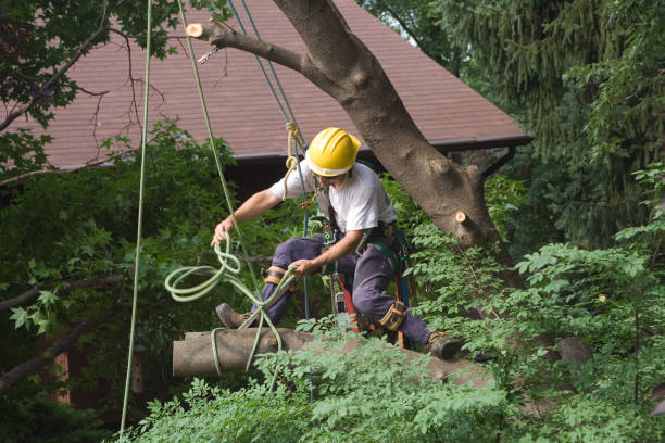 Best Lawn Watering Services  in Villanova, PA