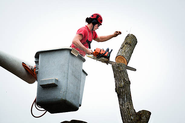 Best Tree and Shrub Care  in Villanova, PA