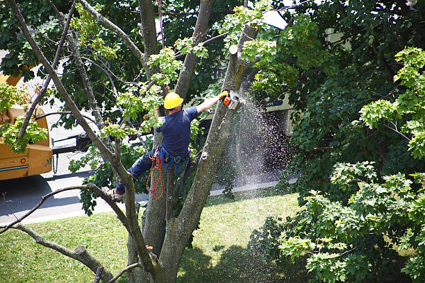 Best Weed Control  in Villanova, PA