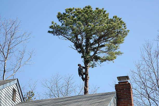 Best Tree Health Inspection  in Villanova, PA