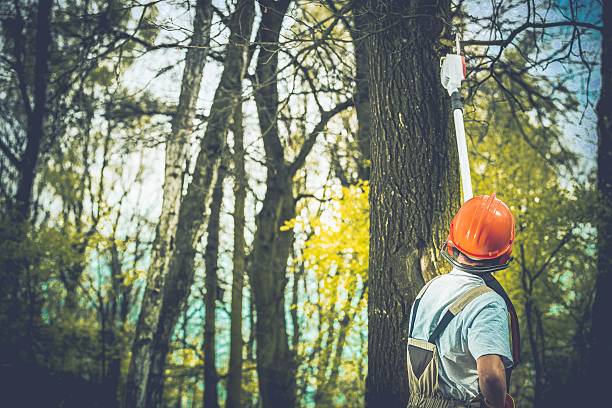 Best Root Management and Removal  in Villanova, PA