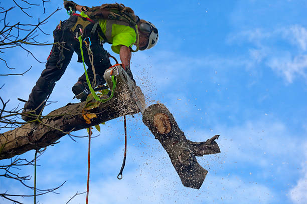 Best Tree Mulching  in Villanova, PA