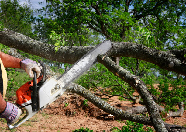 Best Commercial Tree Services  in Villanova, PA