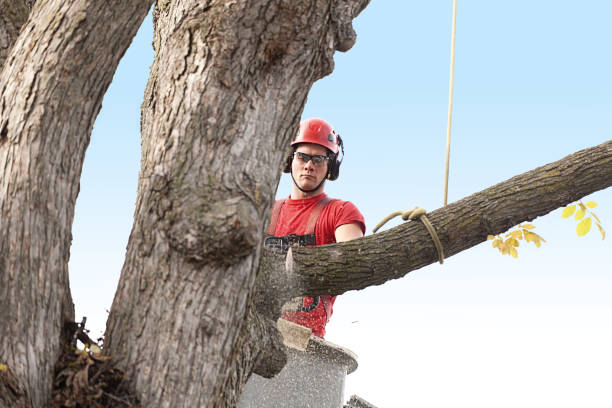 Best Tree Removal  in Villanova, PA